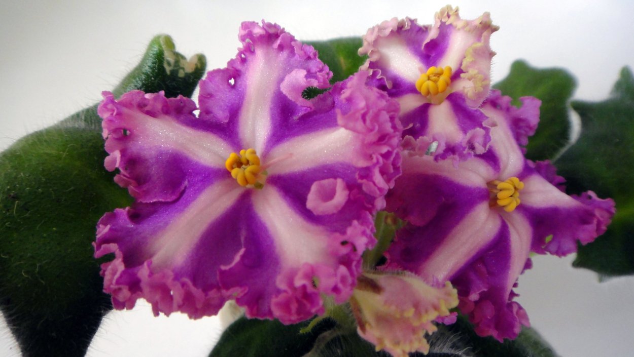 Фиалка розовый жемчуг Морев