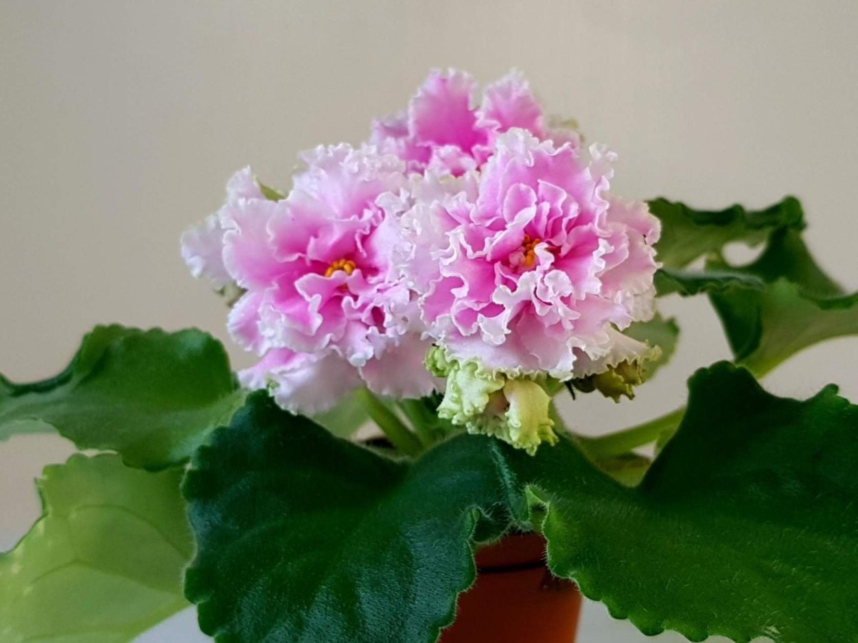 Фиалка агат розовый