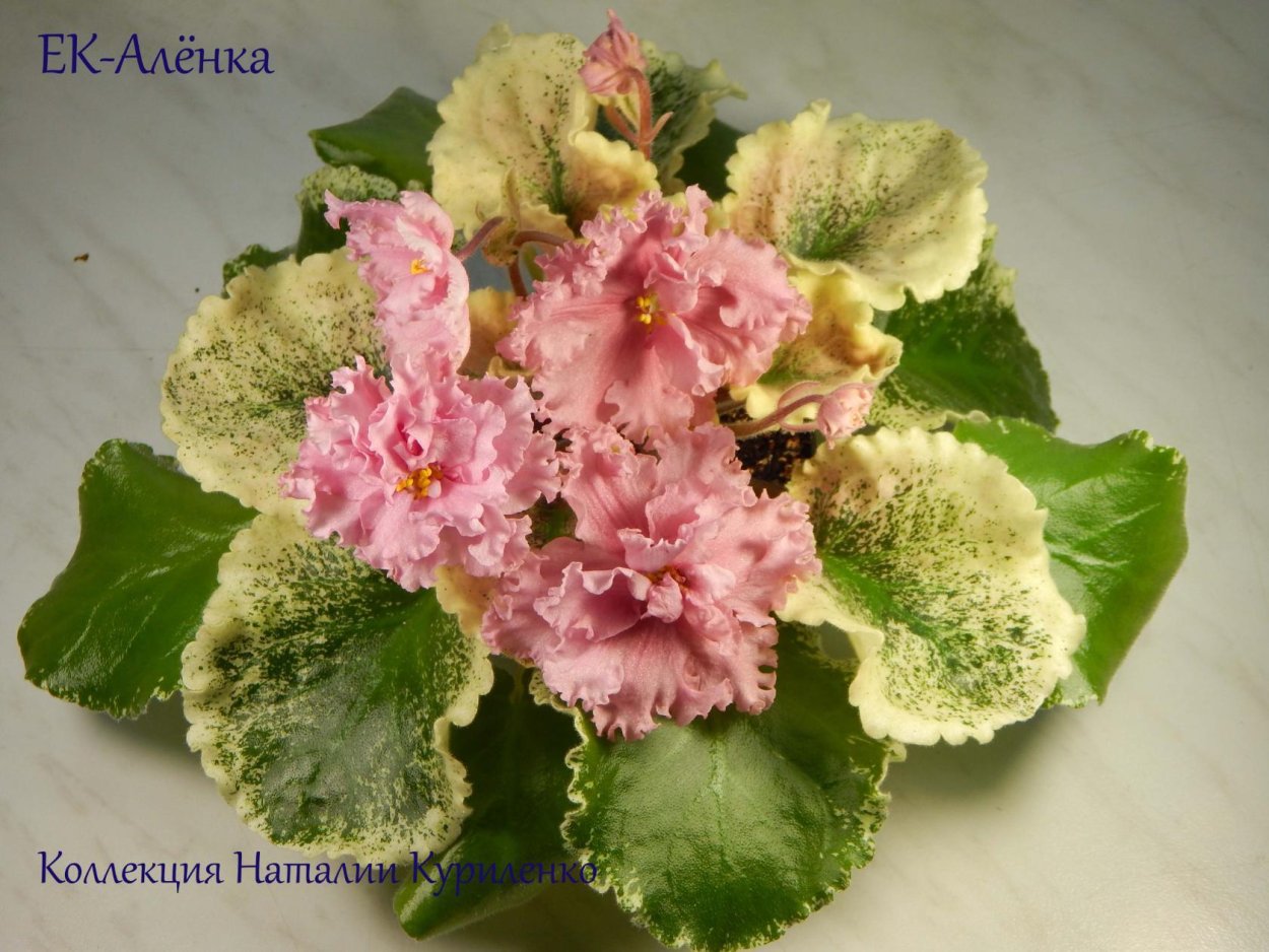 Фиалка агат розовый