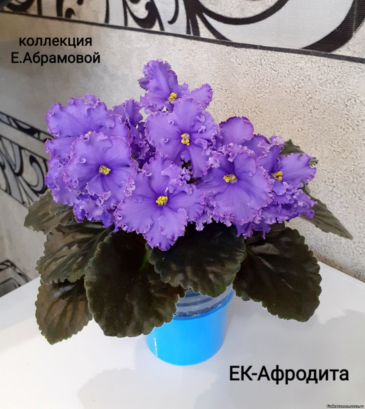 Фиалка Империал розовая