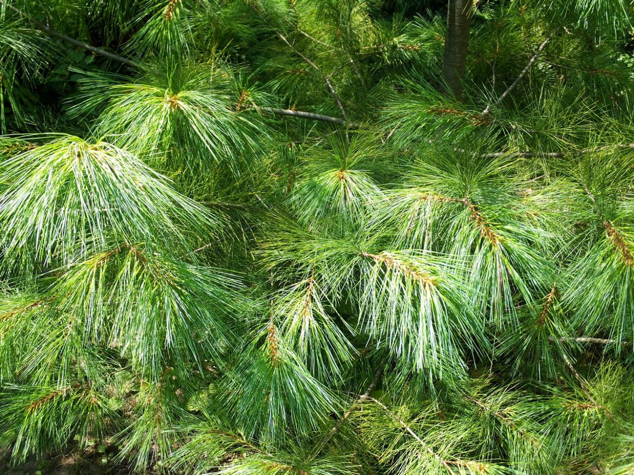 Сосна Юньнаньская