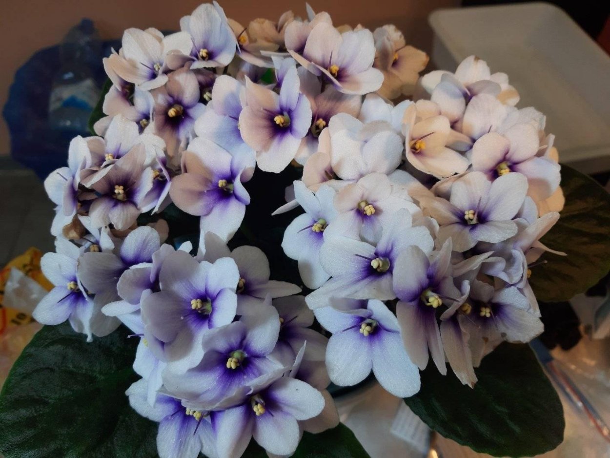 Фиалка Humako the Green