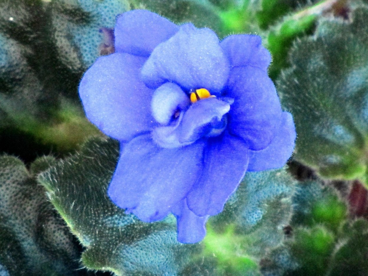 Фиалка ват Бритни