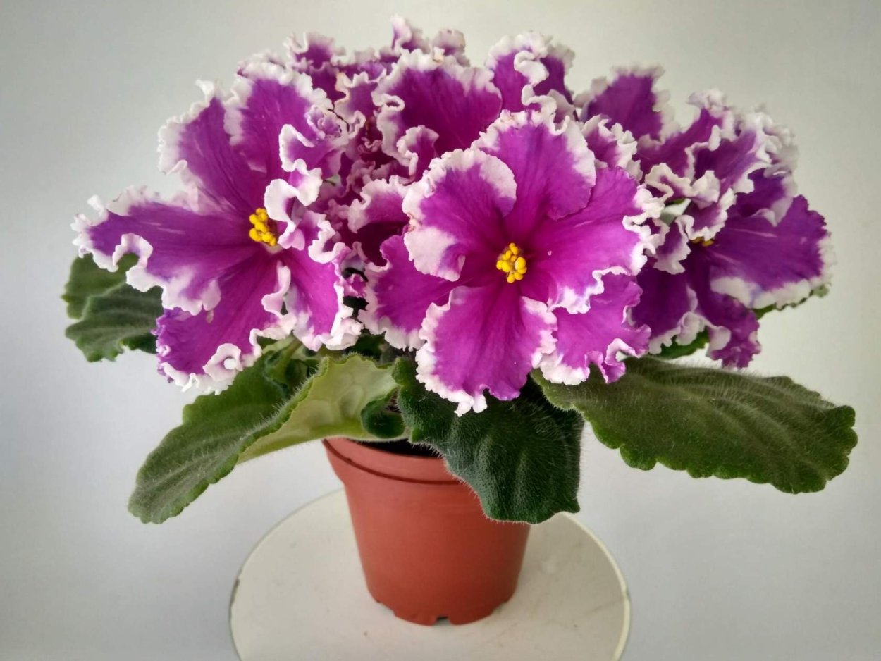 Фиалка агат розовый