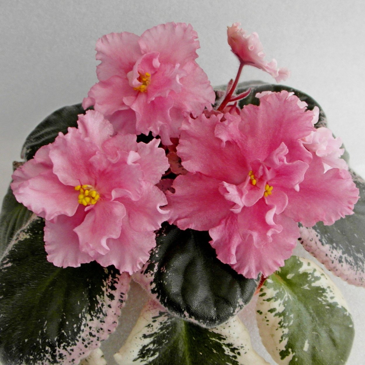 Фиалка ЕК Агата