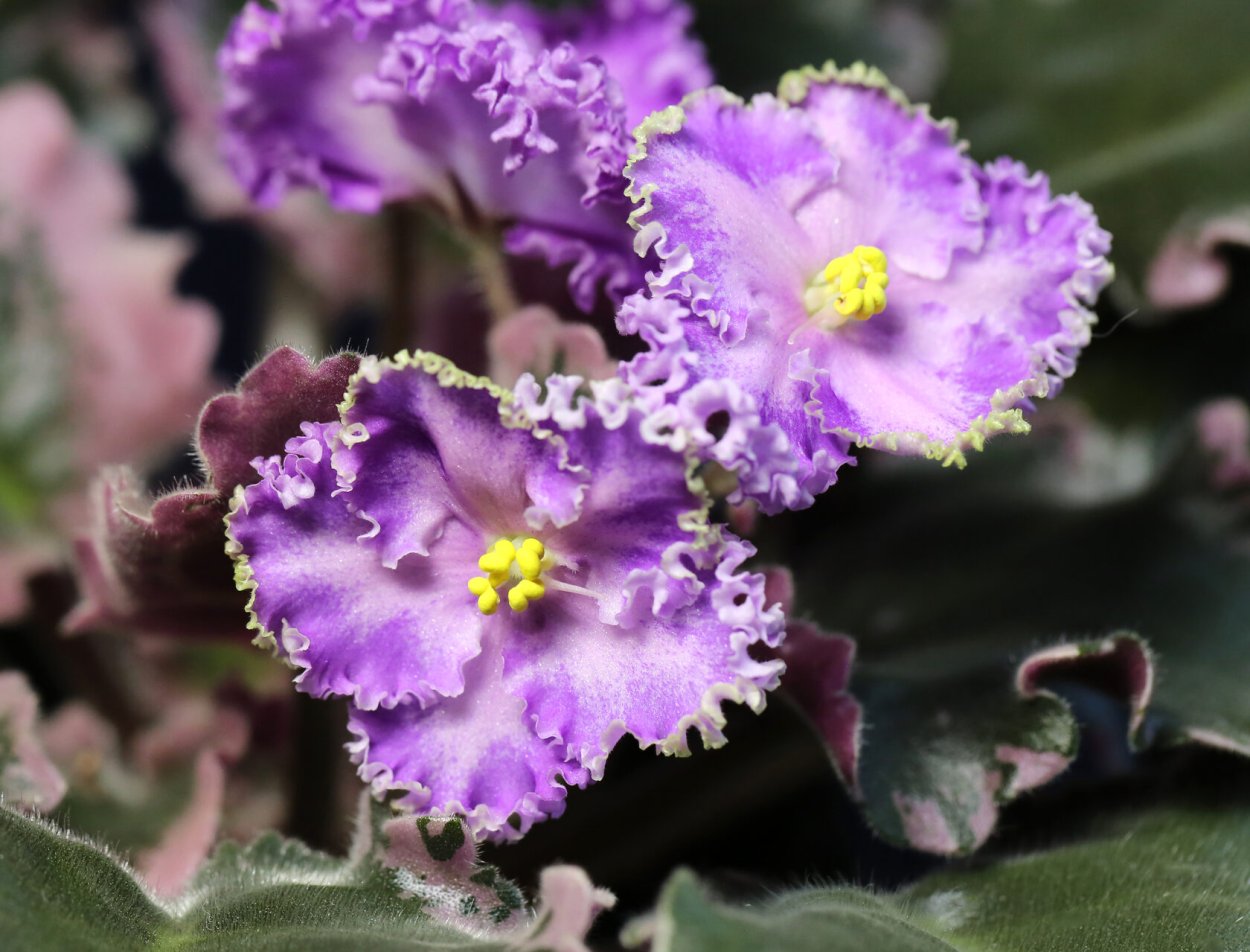 Фиалка агат розовый