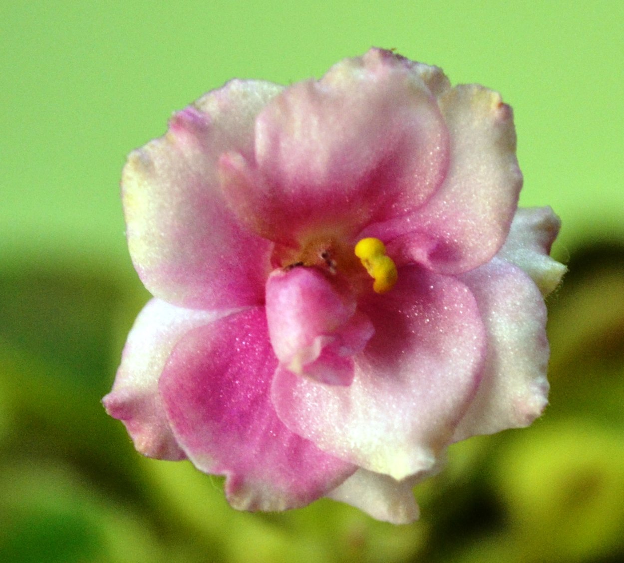 Сенполия Амадеус (фиалка узамбарская)