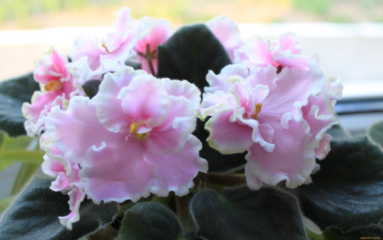 Виола мраморные лепестки