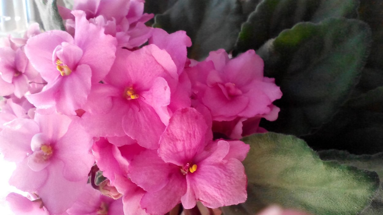 Фиалка розовый жемчуг Морев