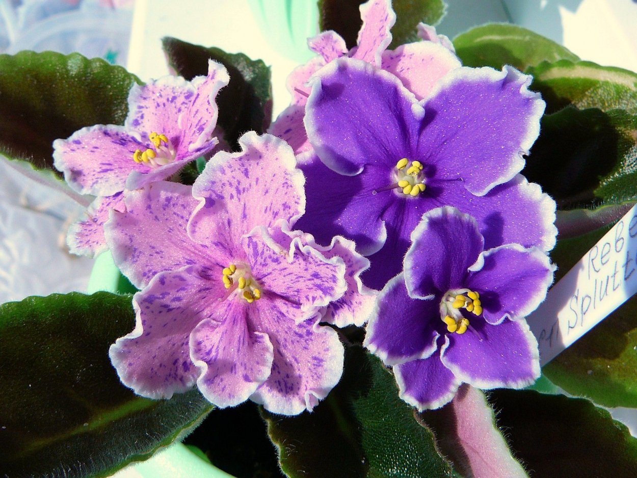 Фиалка ЕК Огненная лиса