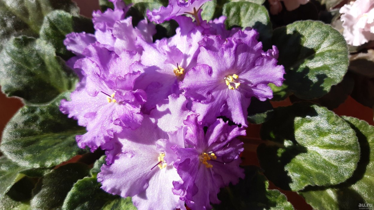 Нд-сахарный щербет фиалка