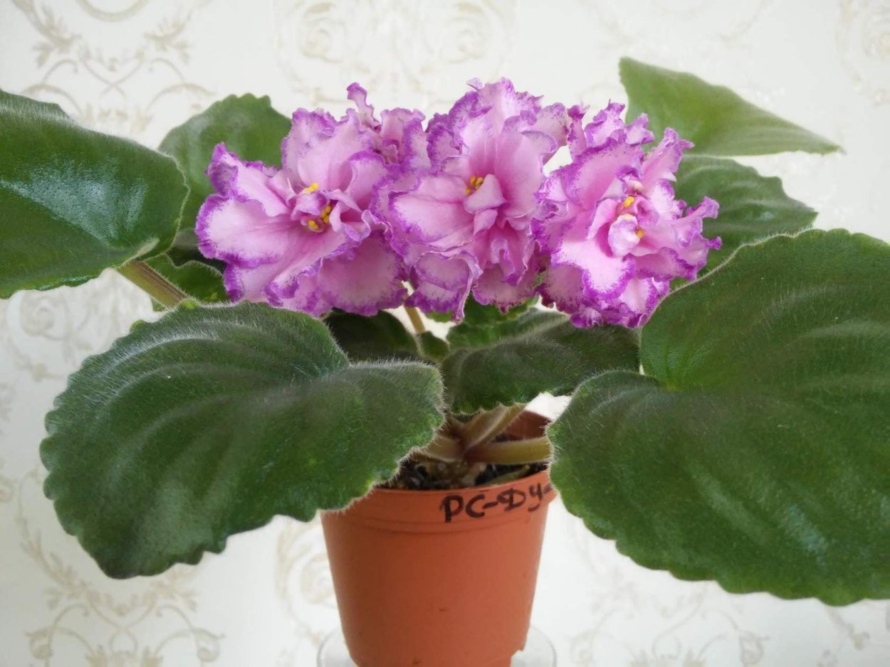 Фиалка сорт Джулия