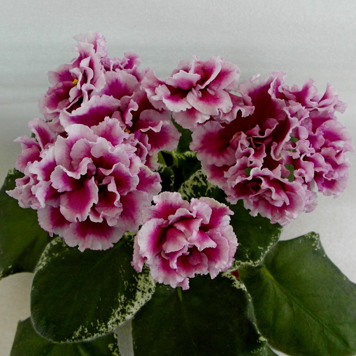 Фиалка агат розовый