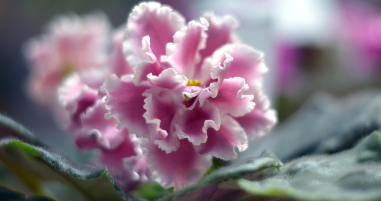 Фиалка мистический мавилик