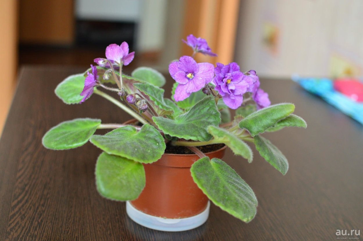 23. Фиалка Лесная Viola reichenbachiana