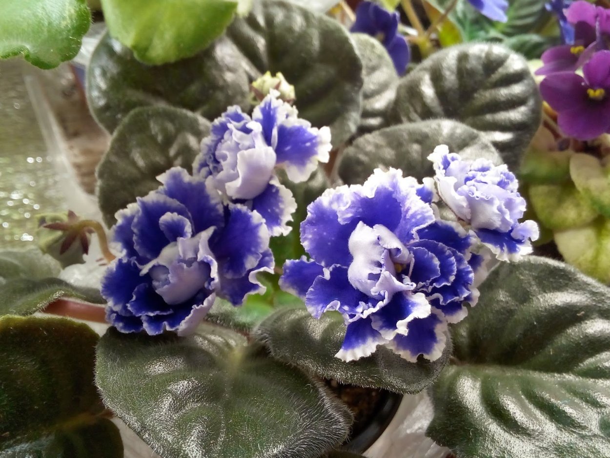 Фиалка Джоли