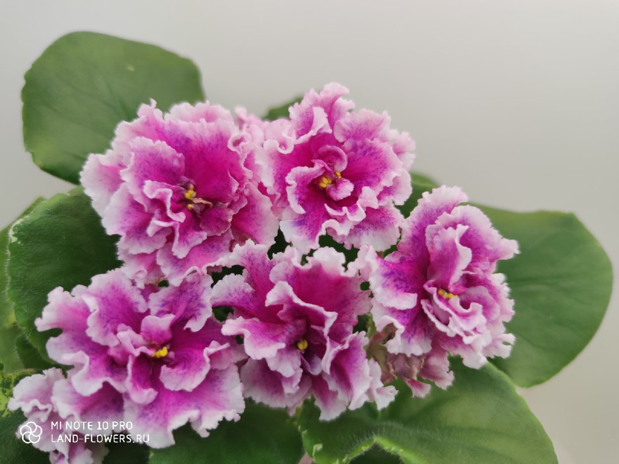 Фиалка ват агат розовый