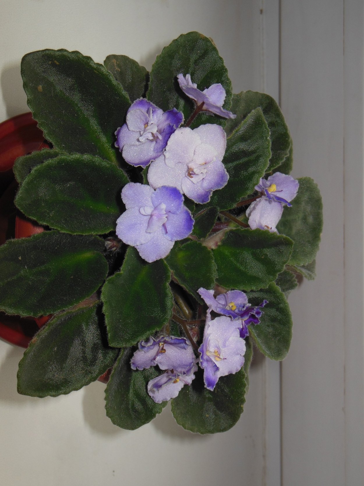 Фиалка АК- Агата