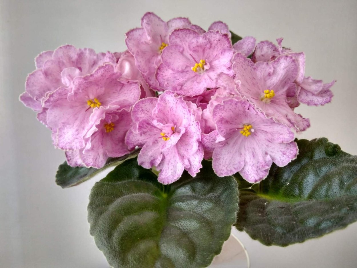 Фиалка Ле Элеганс