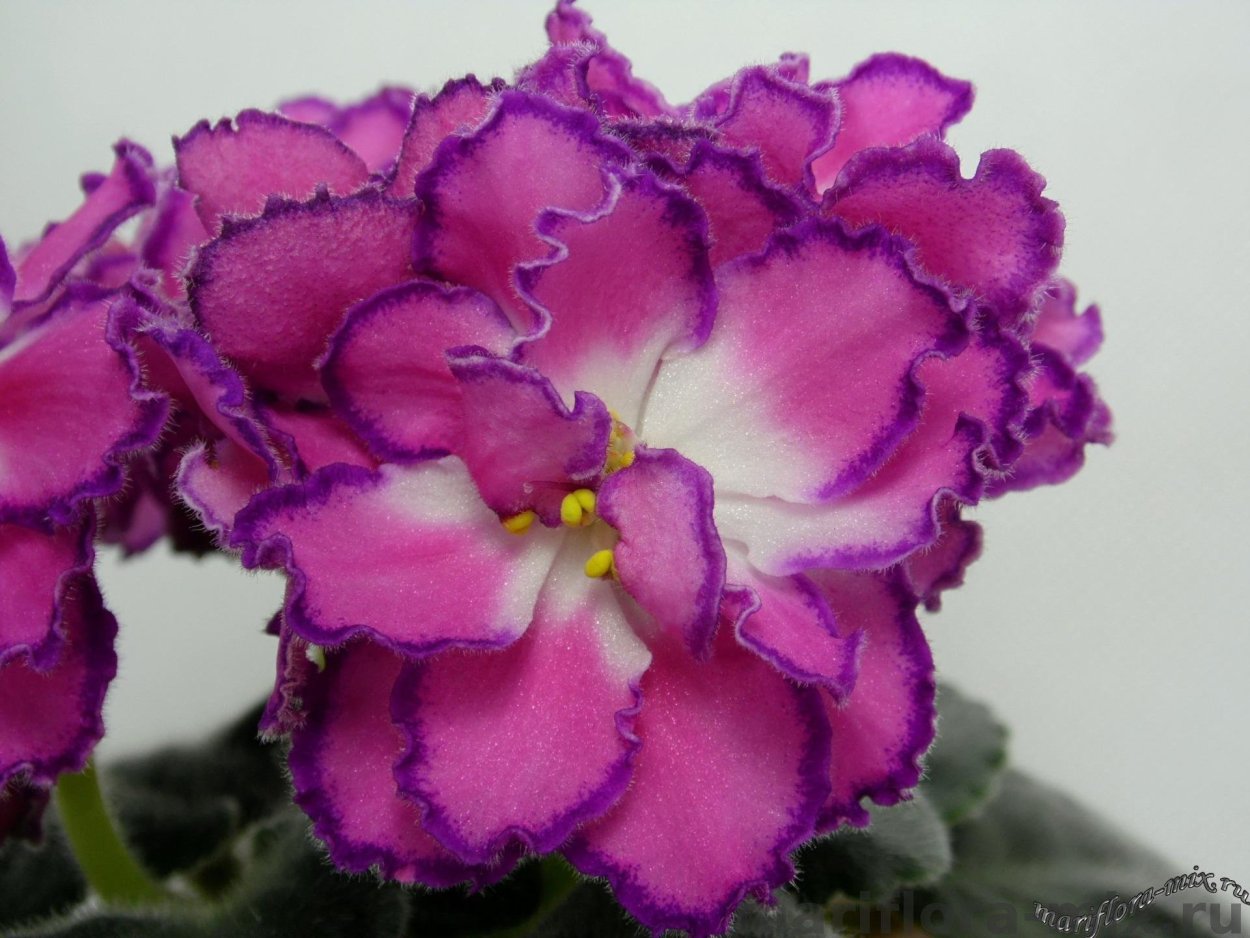 Фиалка ЕК заморская диковинка