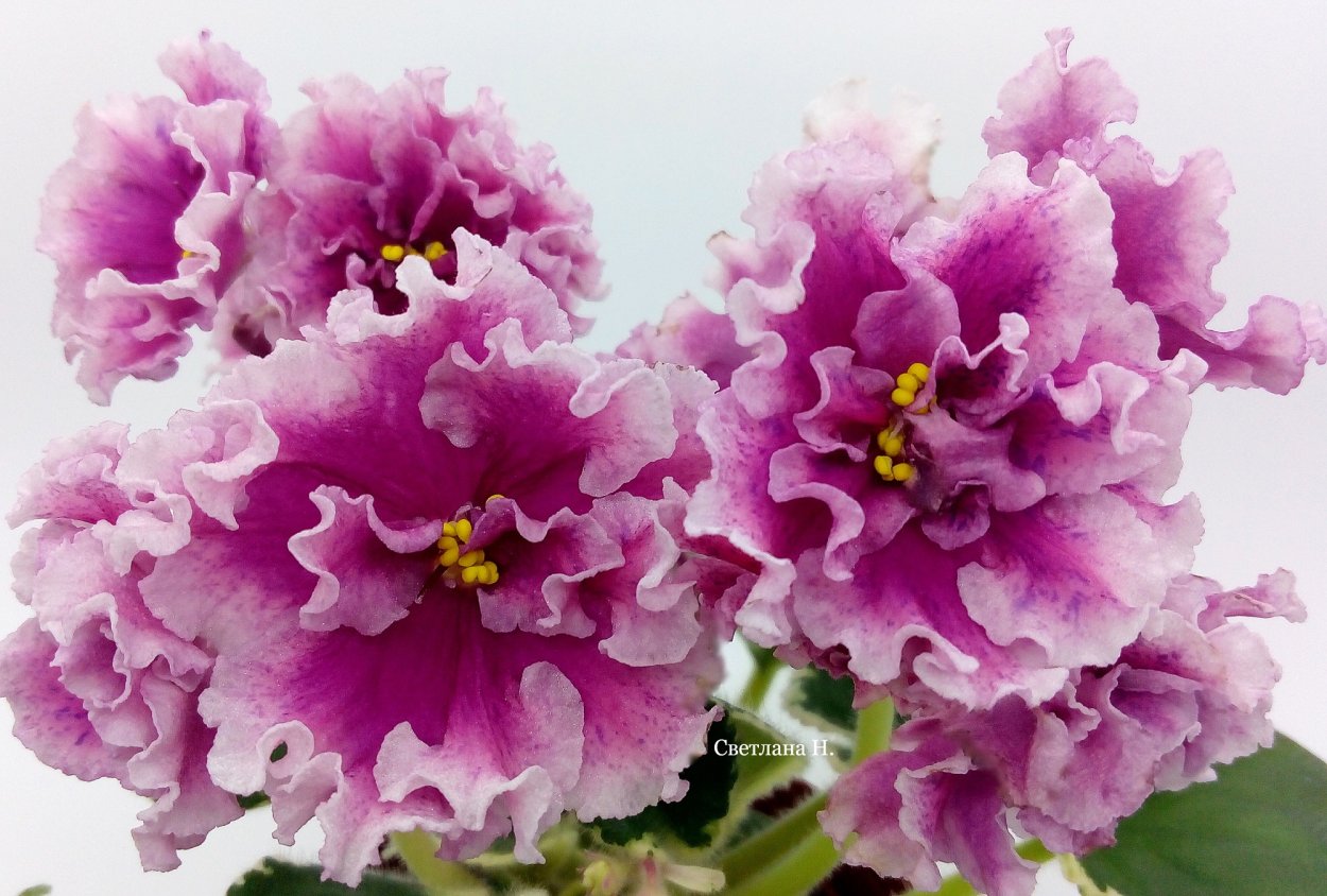 Фиалка ват агат розовый