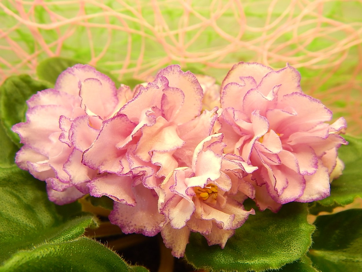 Фиалка Северина