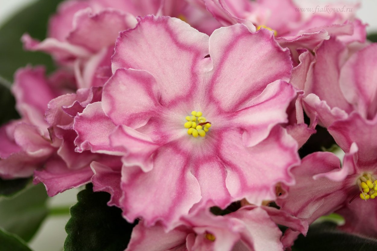 Фиалка злато скифов