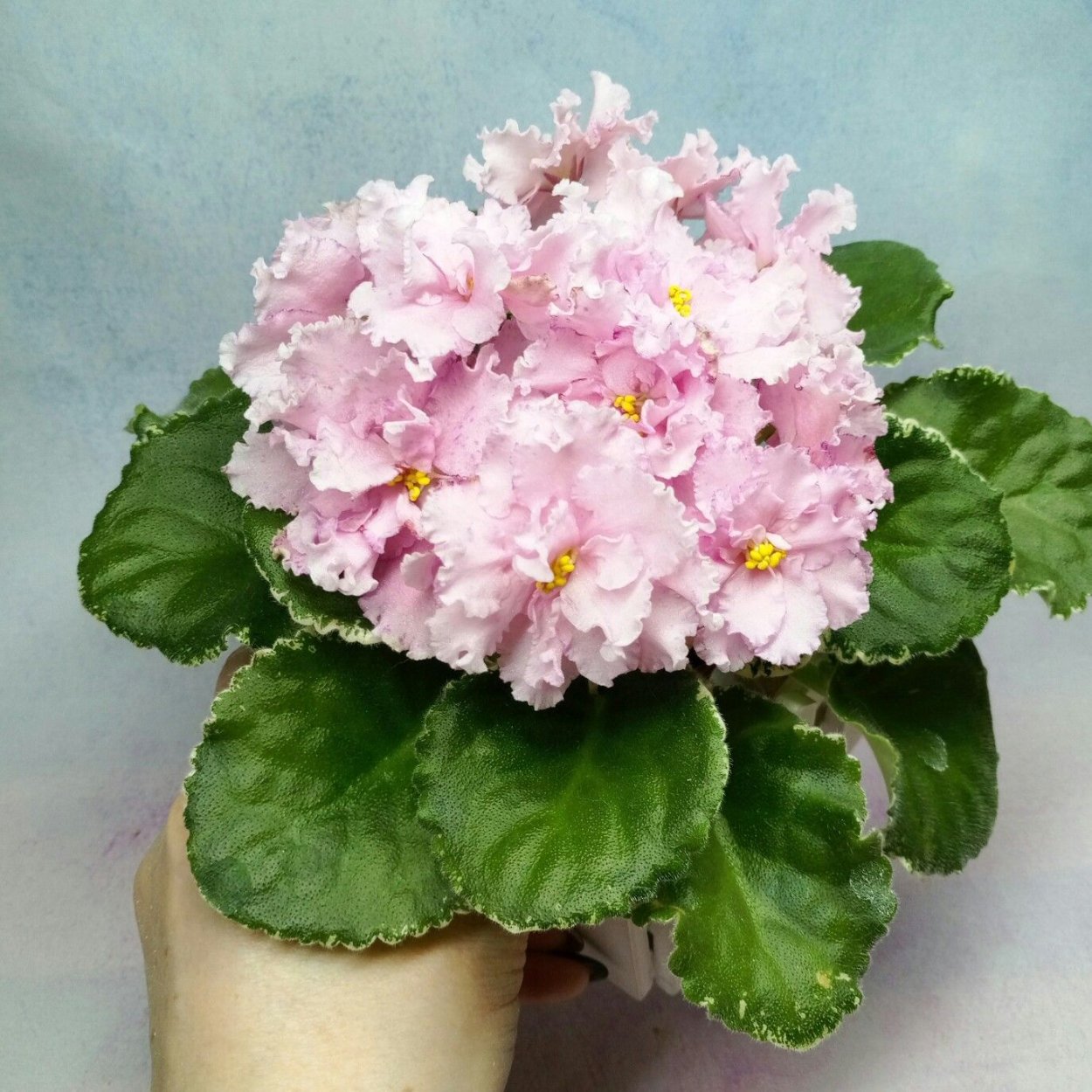 Фиалка нд Марфушенька