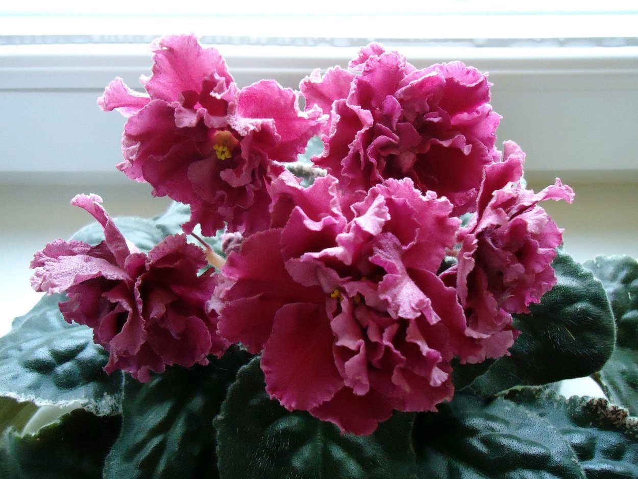 Фиалка АВ Кай