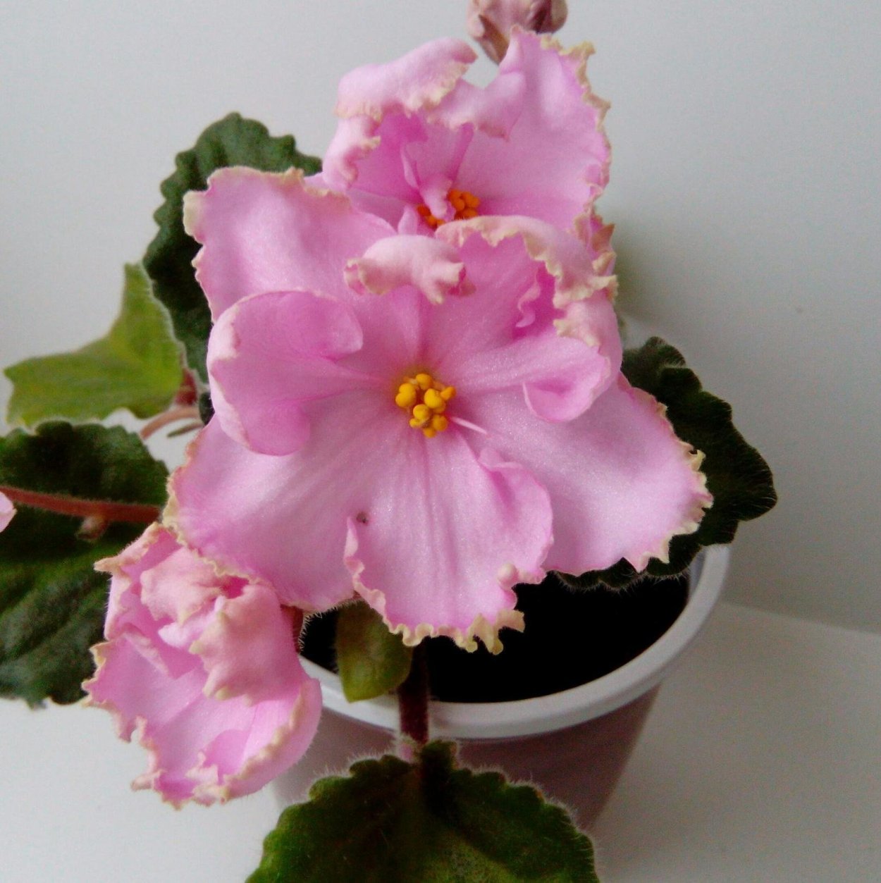 Фиалка ЕК шанжан