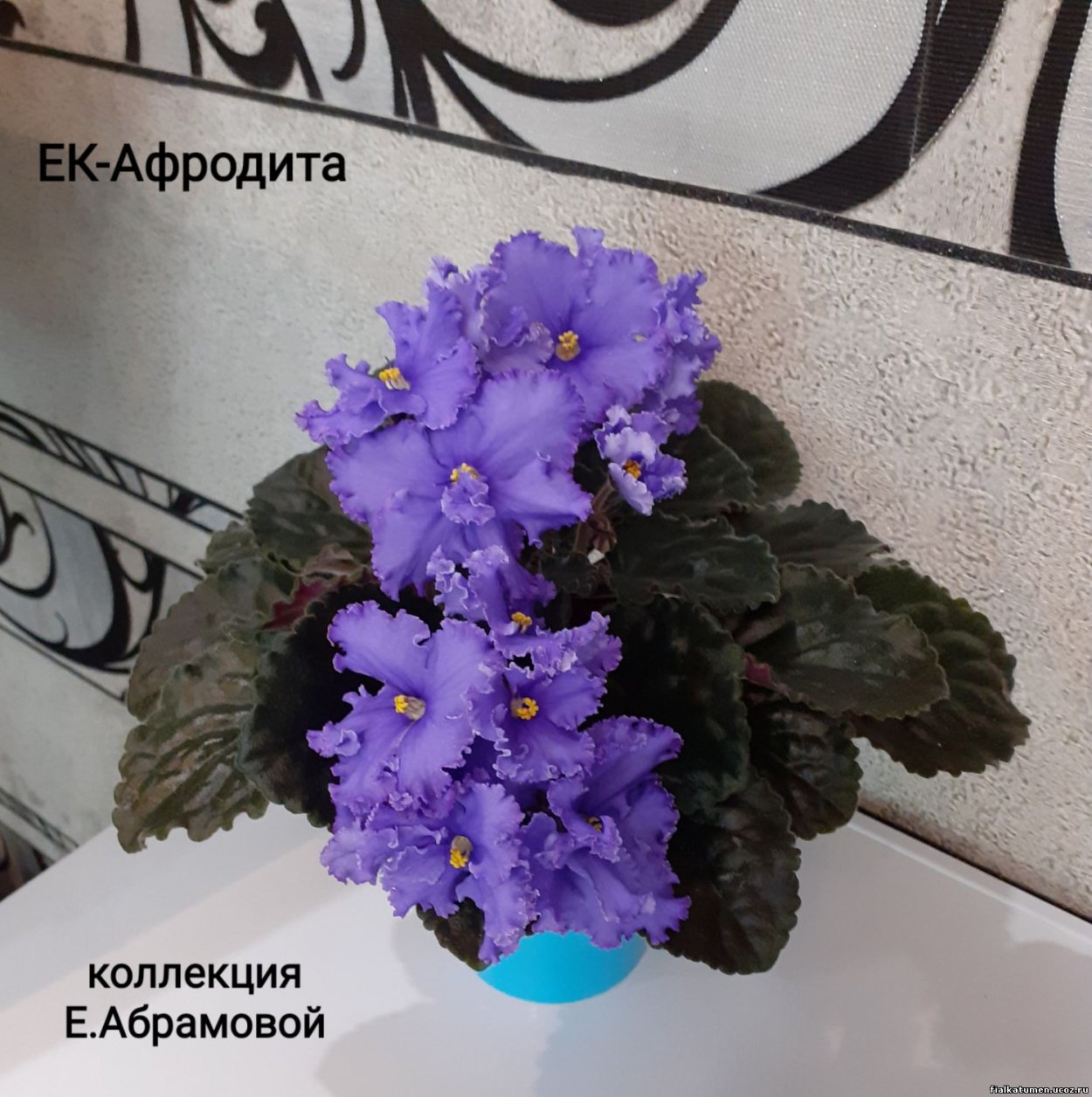 Фиалка лунный свет