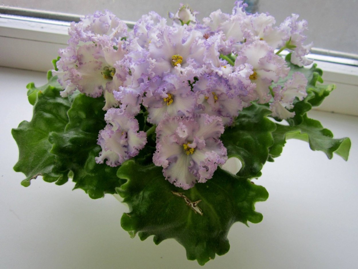 Сорт фиалки Ян Менуэт