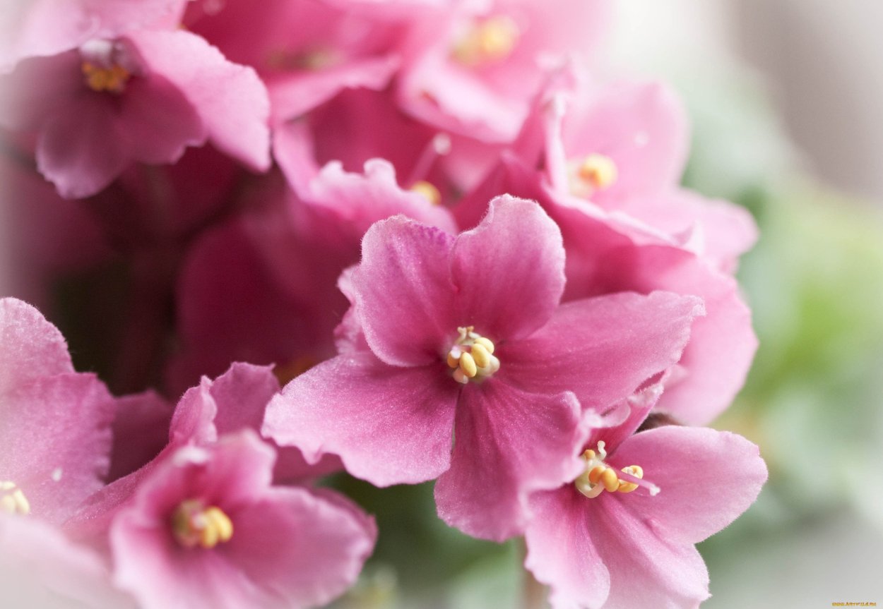 Фиалка Ле Элеганс