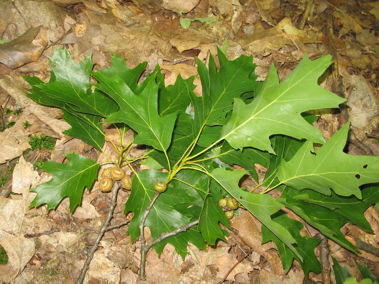 Канадский остролистный дуб листья