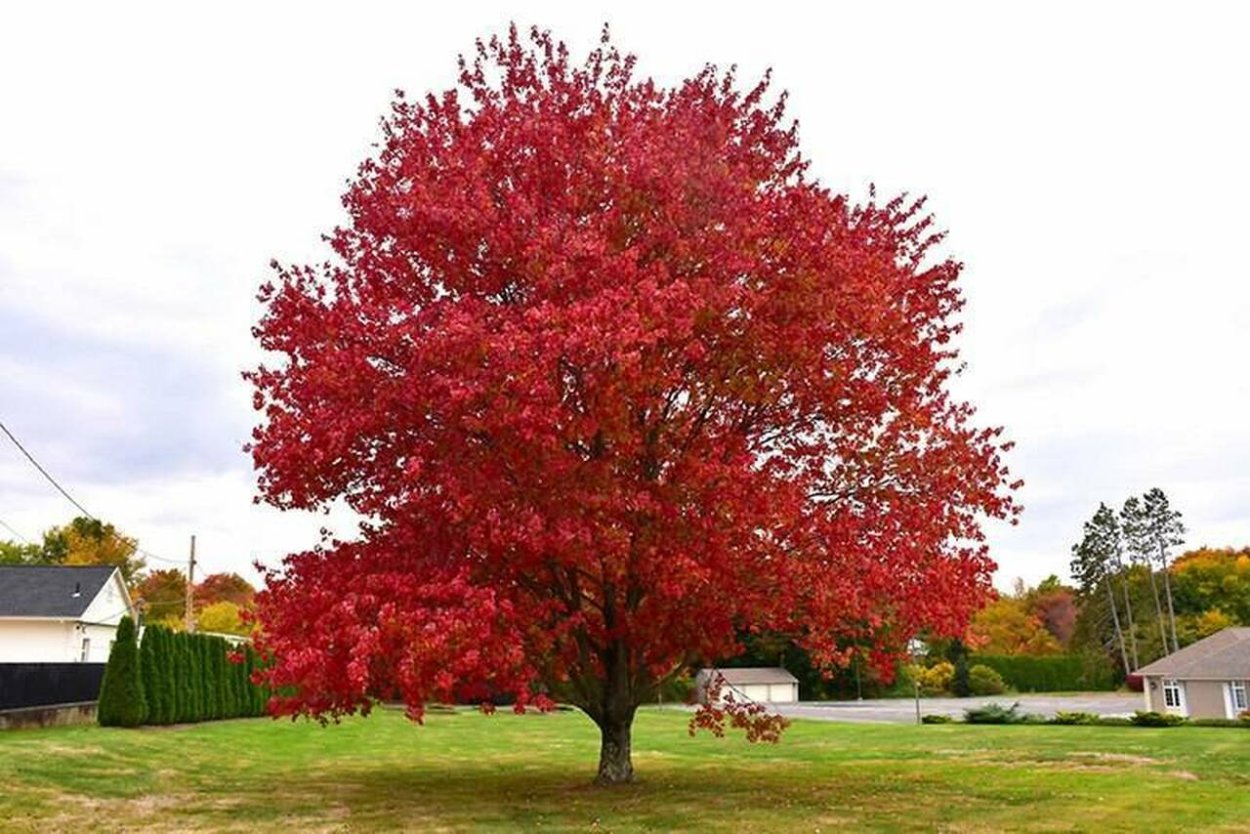 Acer rubrum (клен красный) 'Red Sunset'