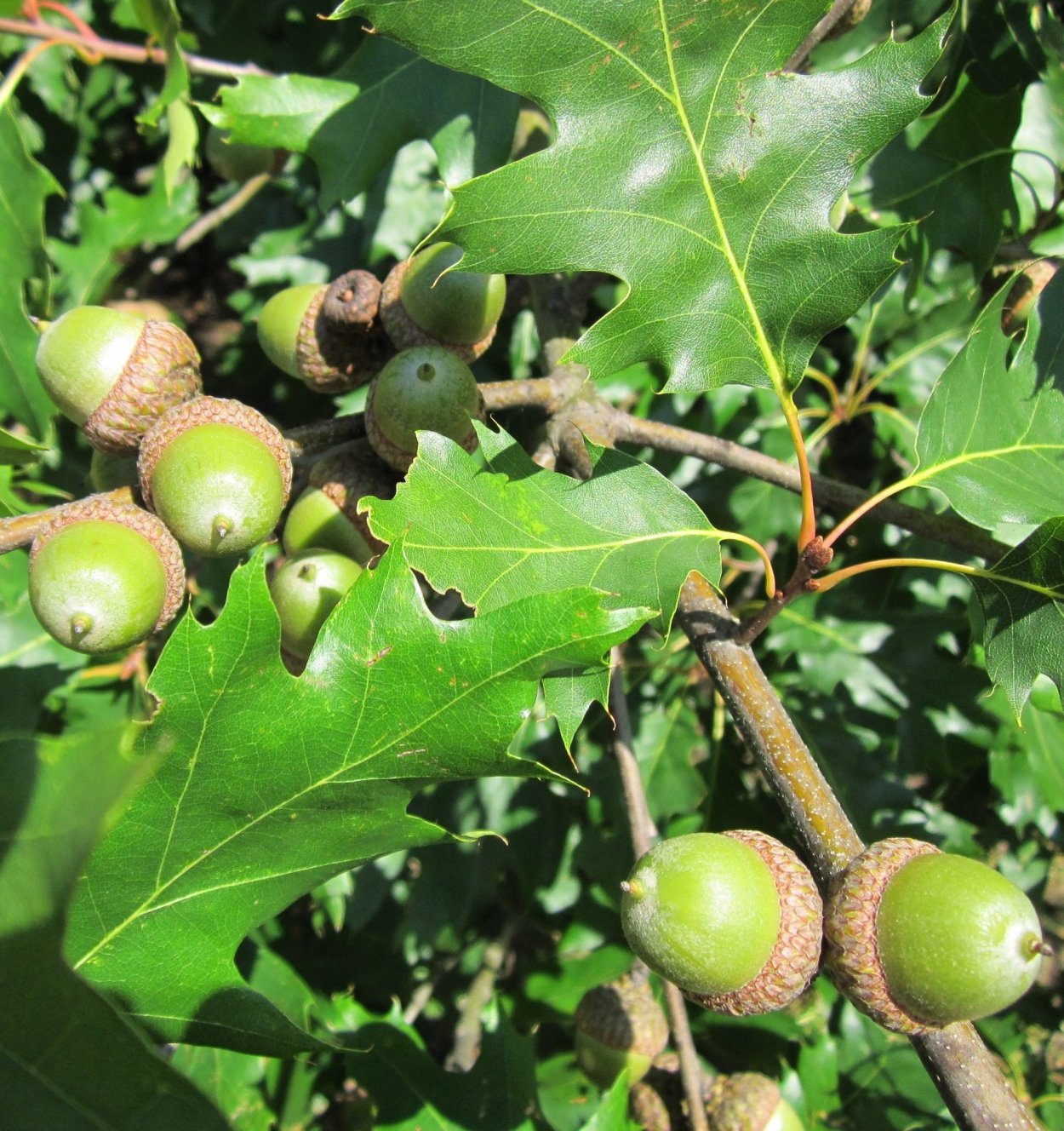 Дуб красный Quercus rubra
