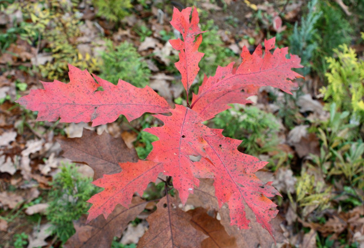 Дуб красный Wolfsdonk's Pride