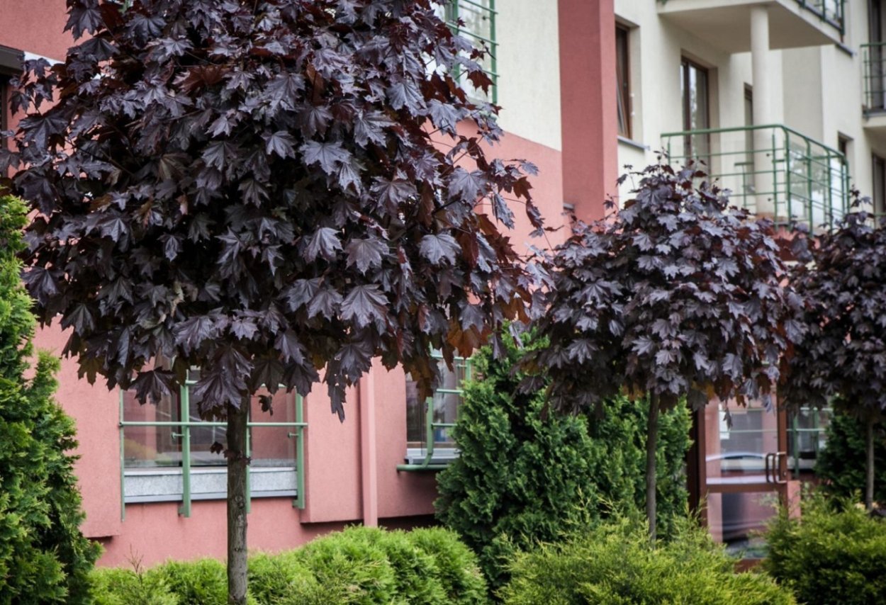 Acer platanoides 'Royal Red'