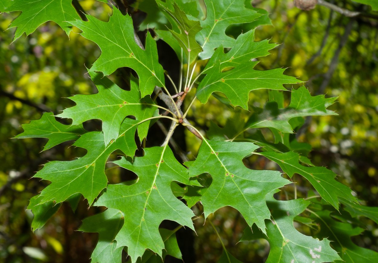 Дуб красный, Северный Quercus rubra