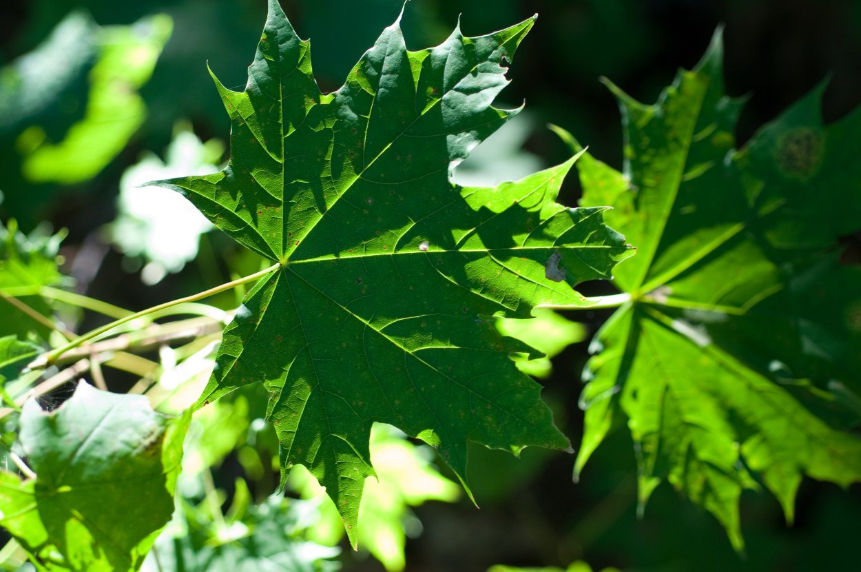 Клен сахарный остролистный