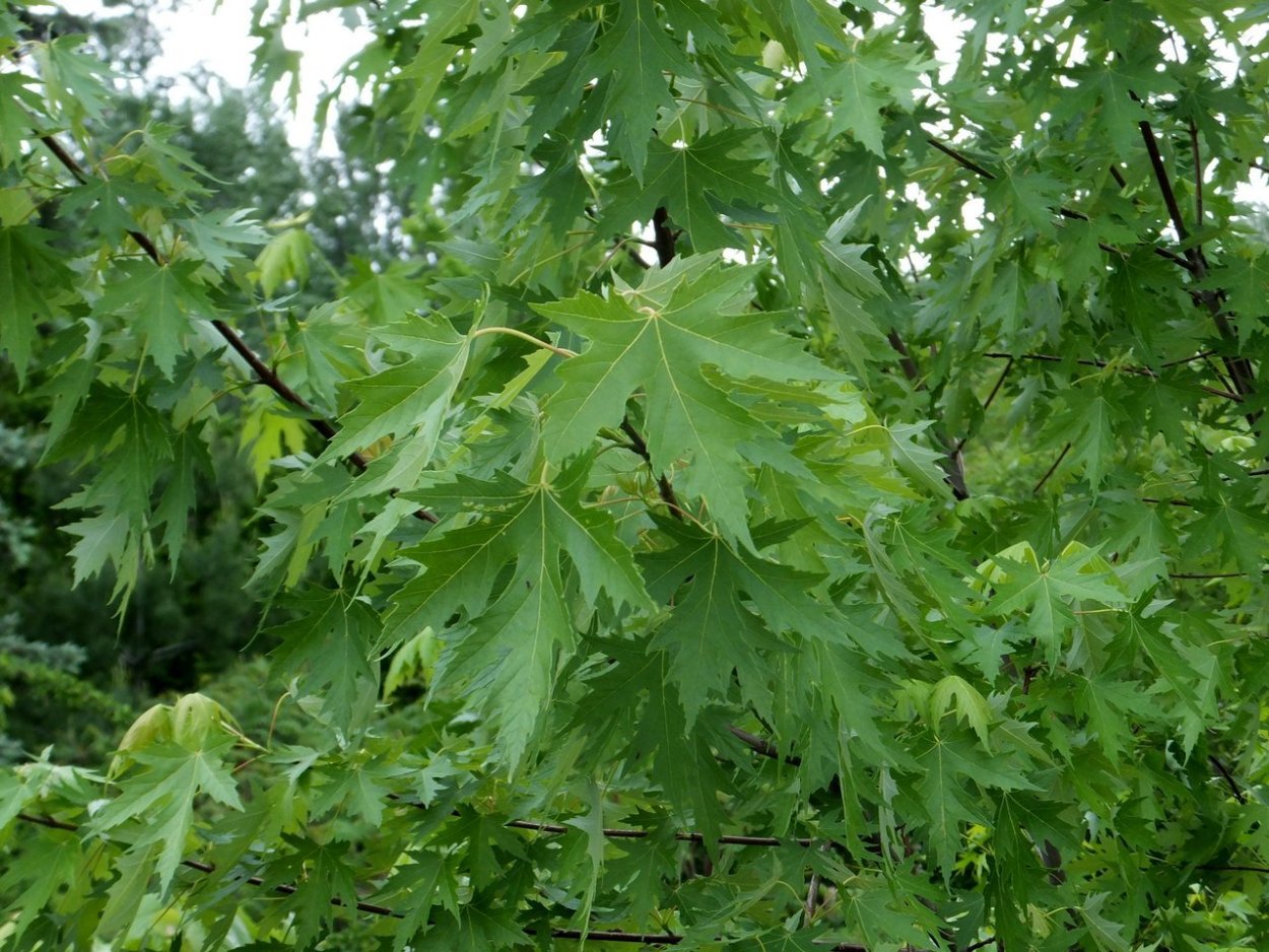 Клен Платановый