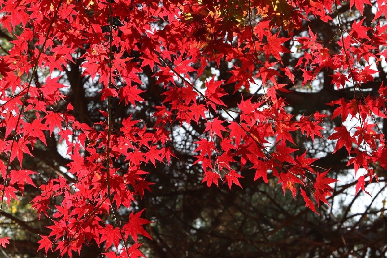 Клен канадский остролистный