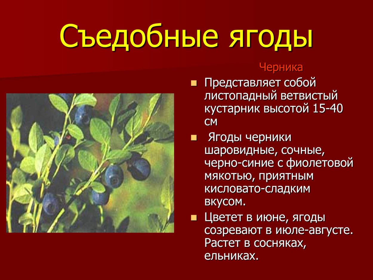 Ядовитые ягоды в лесу