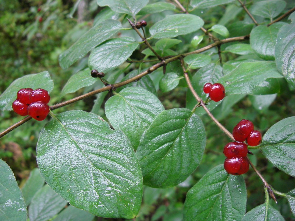 Ландыш Майский ягоды