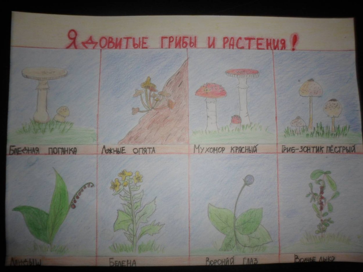 Волчье лыко