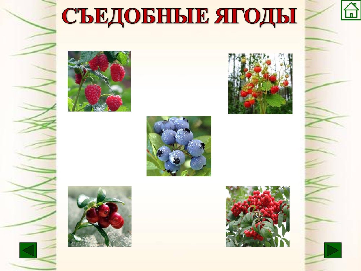 Съедобные ягоды