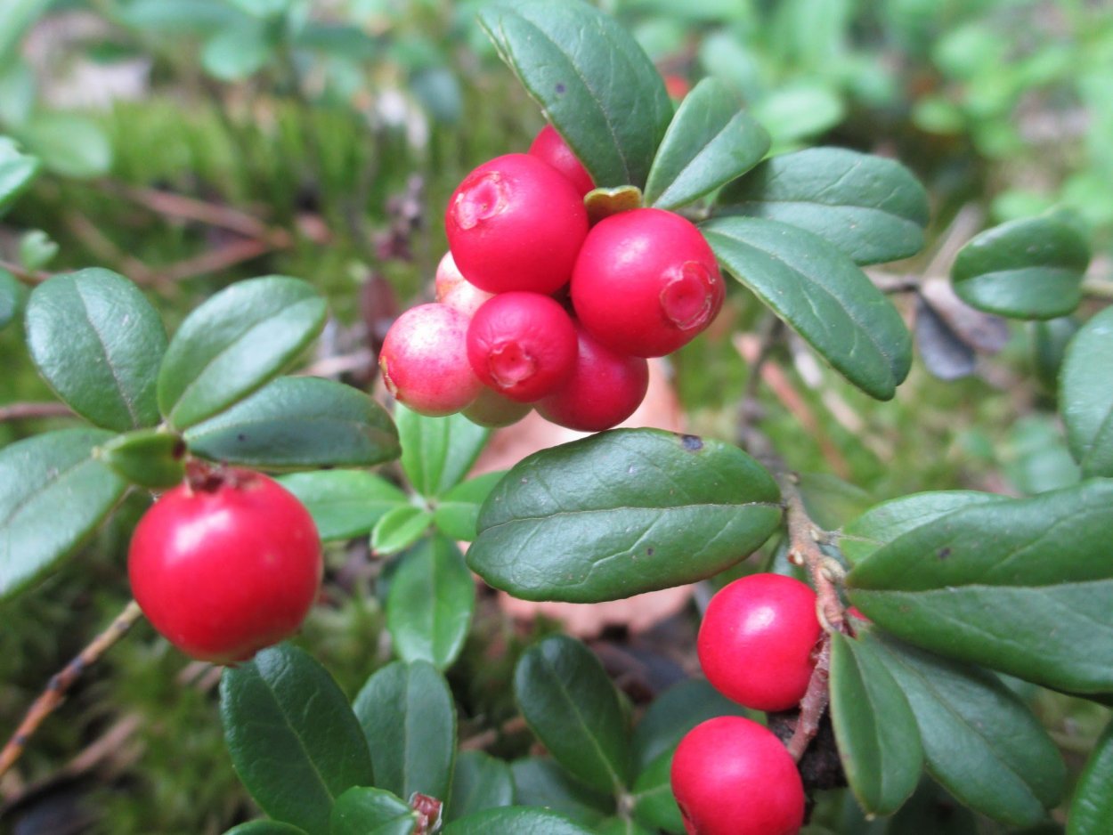 Дёрен шведский