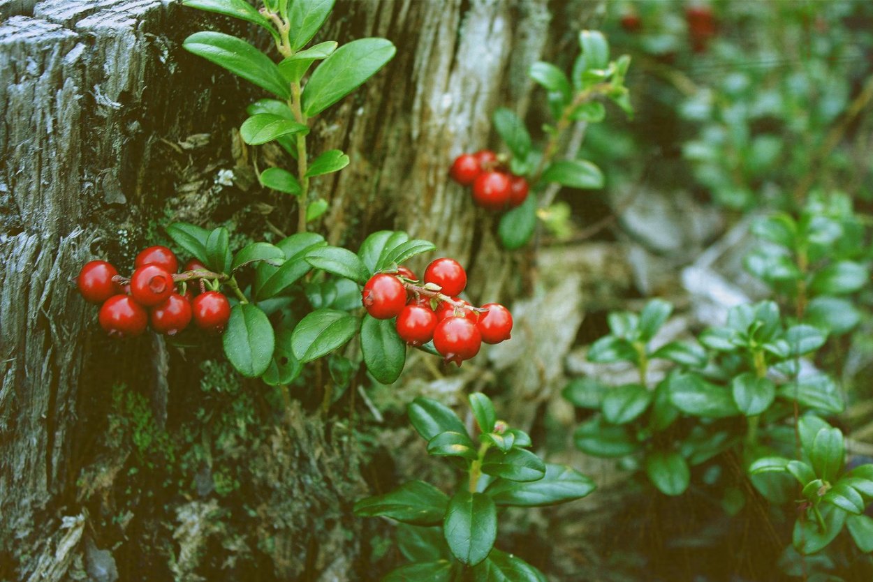 Лабрадор (Вороний глаз).