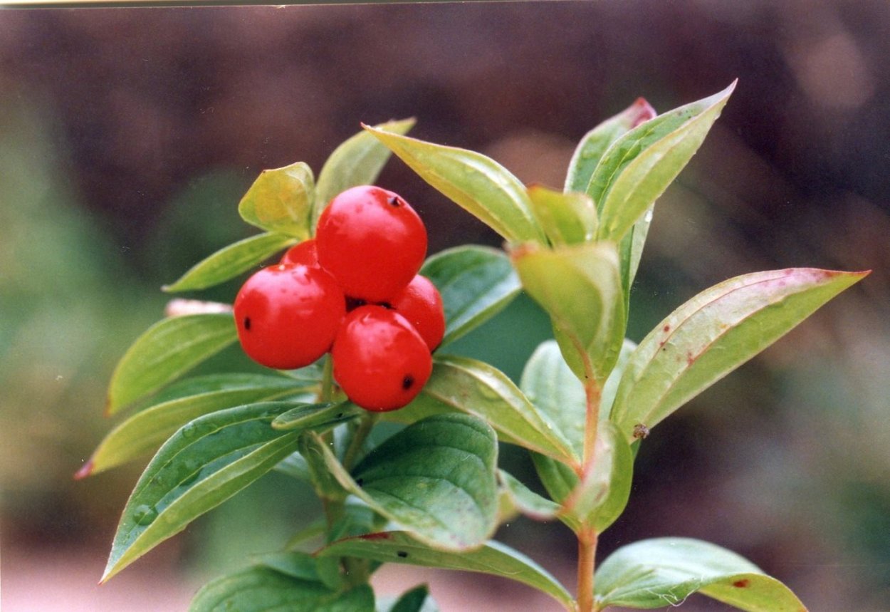 Несъедобные плоды