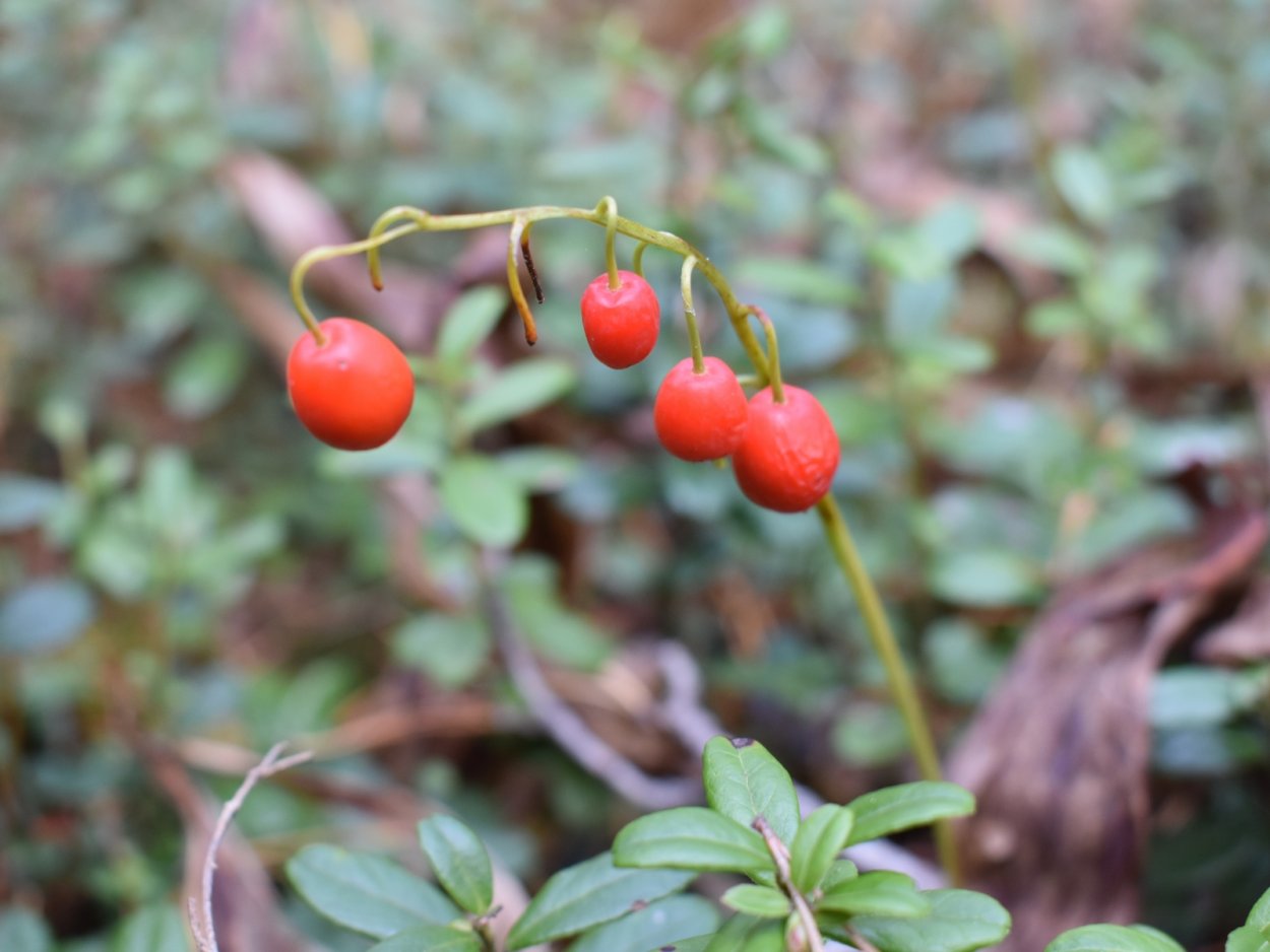 Paris quadrifolia l. Вороний глаз четырёхлистный